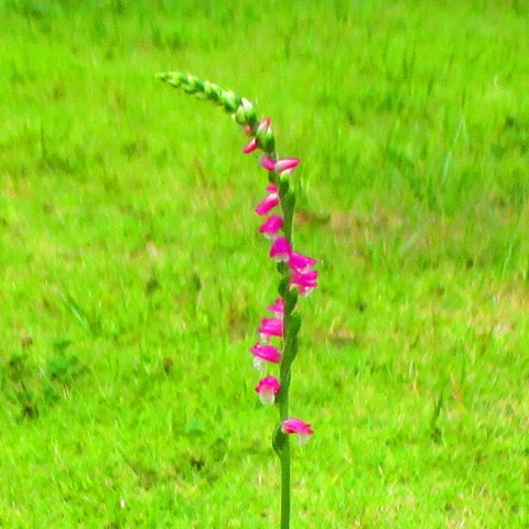 可憐なピンクのお花♡モジズリソウ盆栽・無農薬