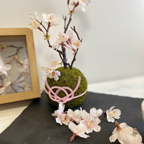 桜の苔玉