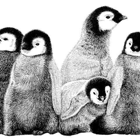 ペン画「皇帝ペンギンの子供たち」B4サイズ