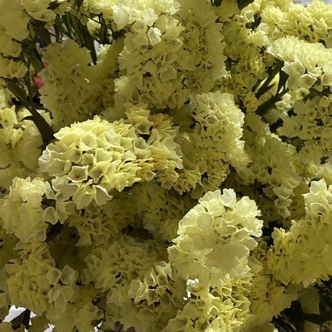 ドライフラワー 花材 スターチス 紀州ファインイエロー 茎付き