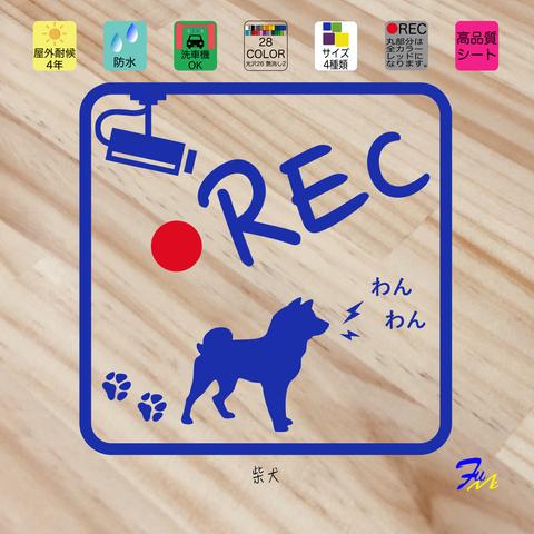 柴犬 ⑤ ドライブレコーダー ステッカー