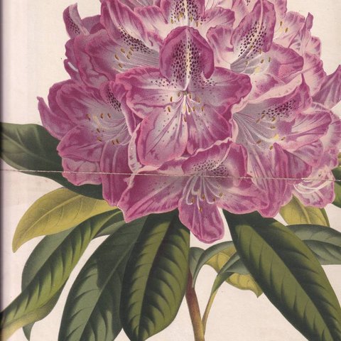 フランスアンティーク 博物画 植物画『RHODODENDRON ELLENCOOK』 多色刷り石版画　ボタニカルアート