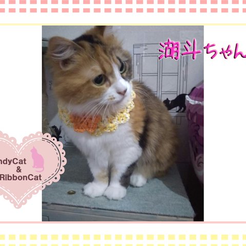 猫ちゃんのお写真🌸杏路依様④