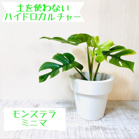 【送料無料】モンステラ　ミニマ　ハイドロカルチャー　観葉植物