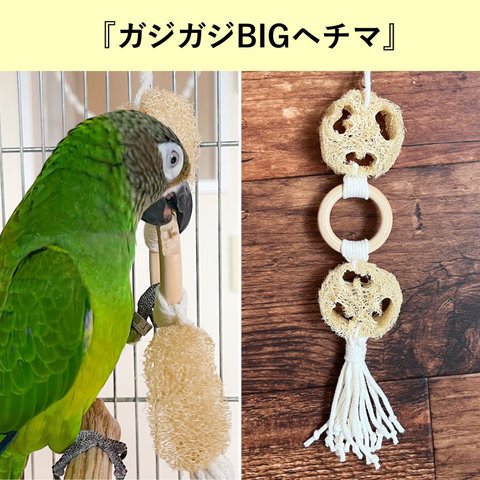 BIGヘチマでガジガジお手入れ✨自然派インコさん用おもちゃ