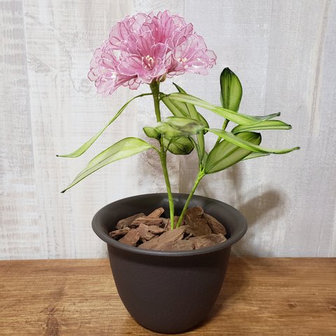 鉢植えシャクナゲ(アメリカンフラワー)