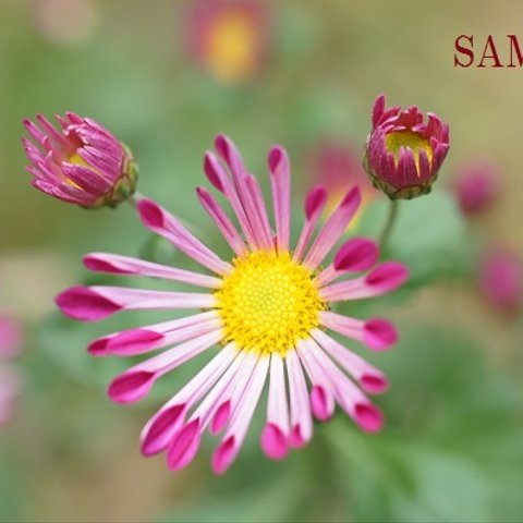 033)秋の花　菊、千日紅、キツネノカミソリ、紫式部、秋明菊　ポストカード５枚組