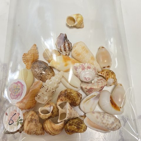 天然貝殻　シェル　アソート　素材　中-6  30g  沖縄　海