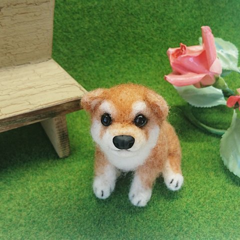 元気な柴犬の仔犬ちゃん(お座り)