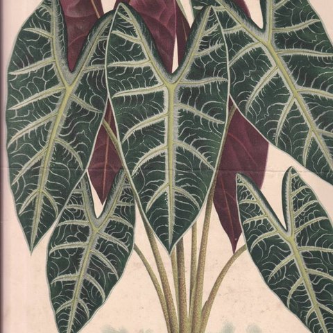 フランスアンティーク 博物画 植物画『ALOCASIA　LUCIANI』 多色刷り石版画　ボタニカルアート