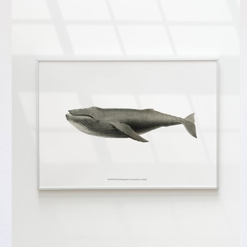 【アートポスター】クジラ　くじら　魚　インテリアポスター　海　子供　ヴィンテージ　レトロ　ポスター　アート　インテリア　