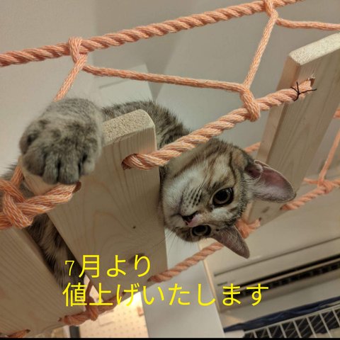 【猫カフェ】キャットウォーク吊橋