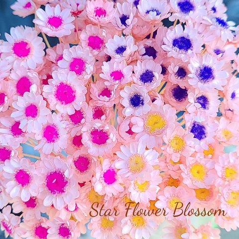 スターフラワー ブロッサム♡　60本　プリザーブドフラワー　加工花材　花材