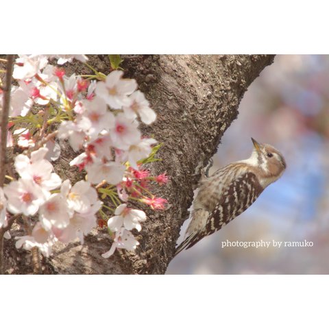 ポストカード "桜と野鳥" 4枚セット