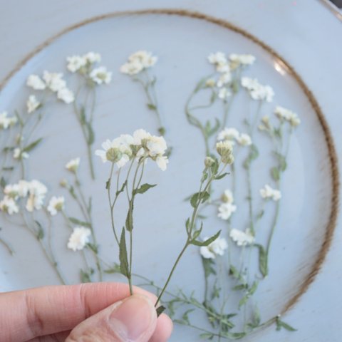 押し花マトリカリア10本