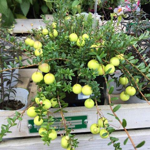 大きなコケモモの鉢植え