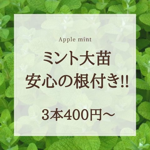 ミント苗 アップルミント 大苗 抜き苗