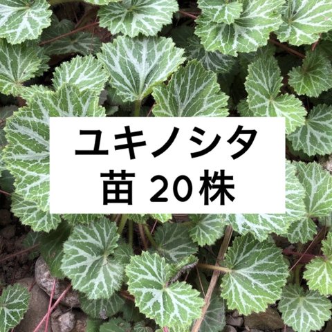 ユキノシタ 苗 20株 ＊薬草 山野草 多年草 雪ノ下