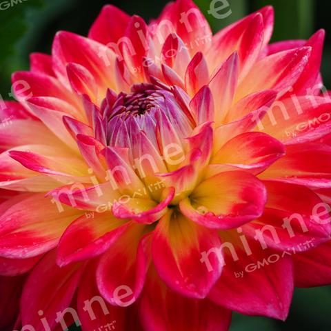 like red dahlia