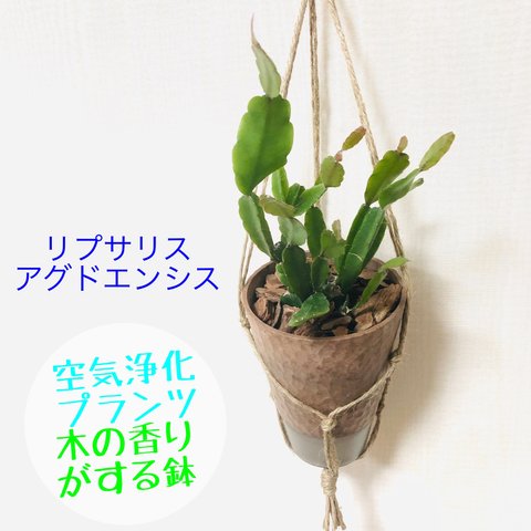 リプサリス　アグドエンシス　希少品種　ハンギングプランター　受け皿付き　多肉植物　観葉植物