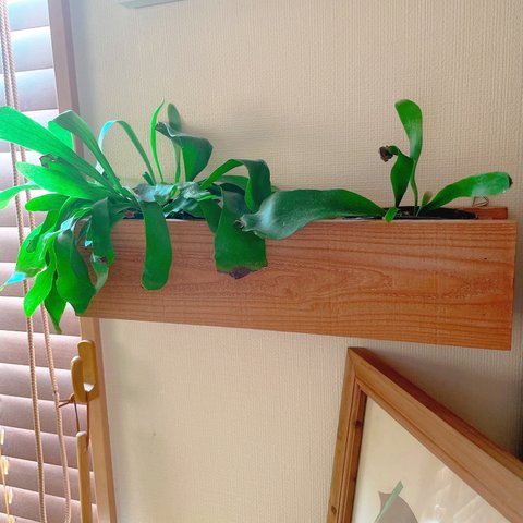 観葉植物も壁に浮かせて飾れる　箱だけコンセント上棚ラック