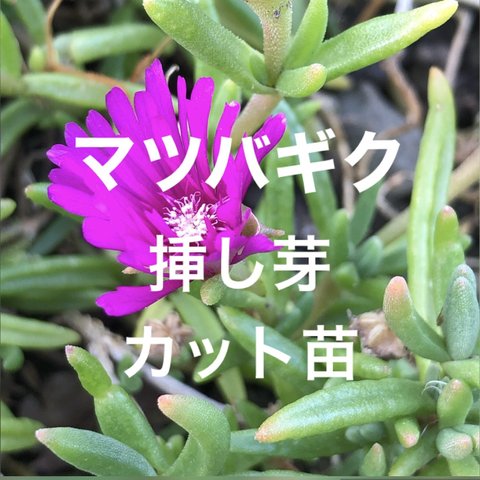【増量】マツバギク 挿し芽 カット苗 6株 松葉菊 多肉植物