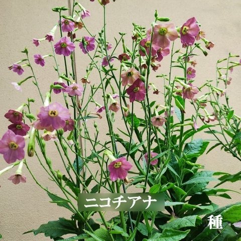 春まき花の種　ニコチアナ　アンティークな花色（混合）　50粒　一年草