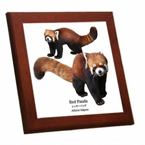 レッサーパンダの木枠付きフォトタイル（ 世界の野生動物シリーズ ）
