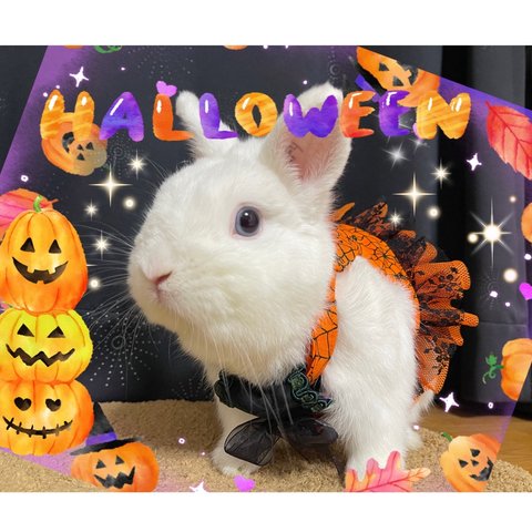 うさぎハーネスM  ハロウィン🎃2023