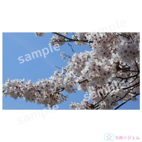 PC壁紙　桜《sakura-002》（JPGファイル）