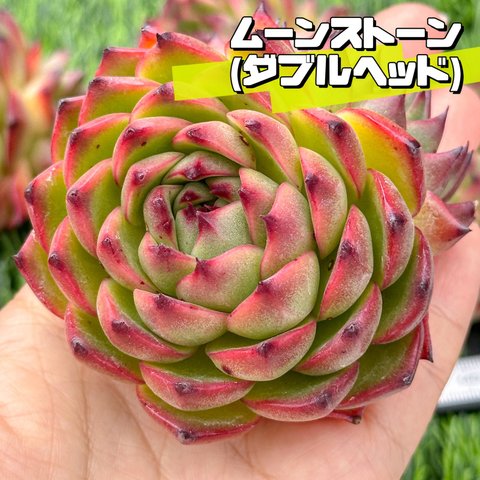 新入荷 大人気 多肉植物 エケベリア ムーンストーン双頭 大株 超美苗 レア種