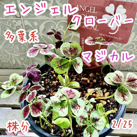 天使の羽　エンジェルクローバー　株分け　MAGICAL 寄せ植え　多葉クローバー