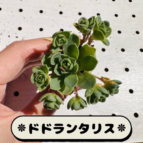 【多肉植物】ドドランタリス(1苗)