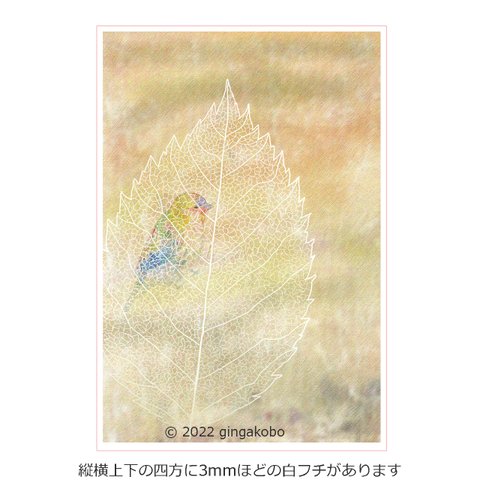 「来来世世」鳥　葉　ほっこり癒しのイラストポストカード2枚組No.014