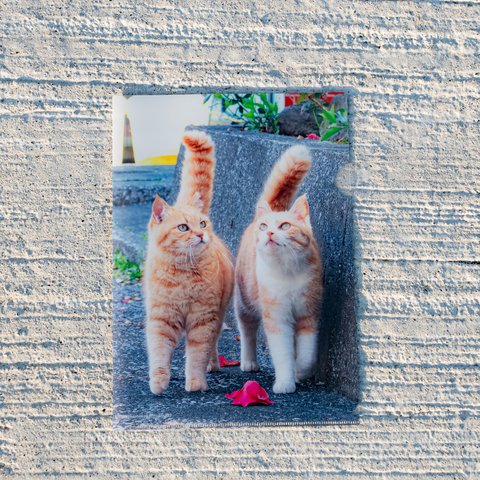 ⑨ 仲良し さち＆ぐみクリアファイル　Good friend cats A4 file folder