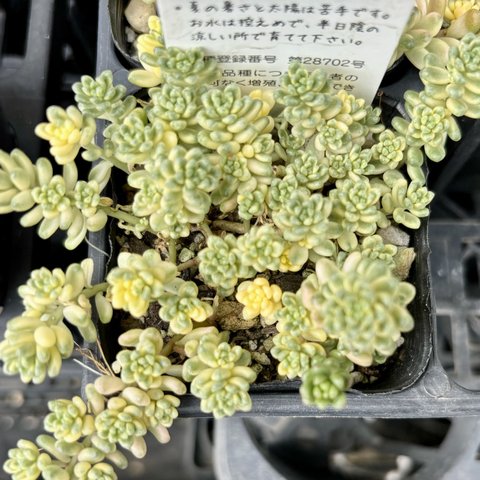 斑入りタイトゴメ　セダム　多肉植物