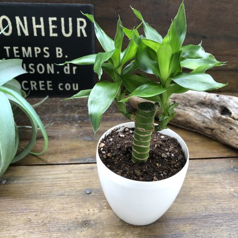 キングバンブー♡縁起の良い植物♡風水♡観葉植物