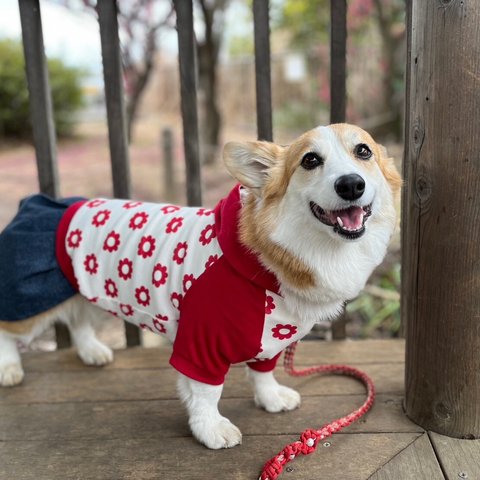 コーギーちゃん  ラグラン パーカーとスカートの色が選べるワンピ  犬服