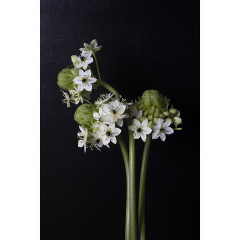 Ornithogalum