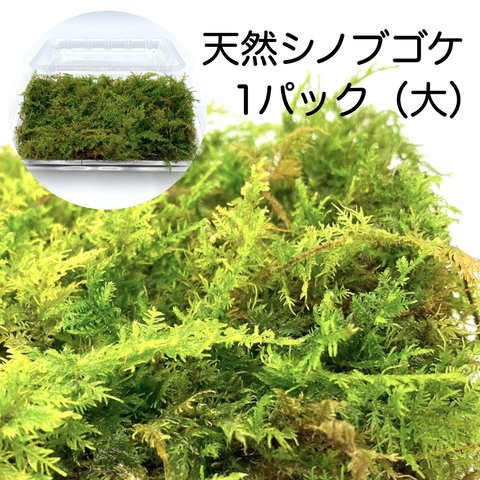 天然苔1パック(217×140ｍｍ) シノブゴケ 園芸 盆栽 観葉植物 インテリア雑貨 敬老の日