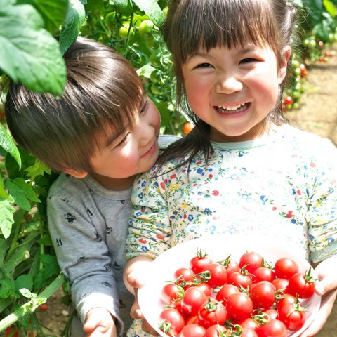 2.5kg　旨味の塊！出汁を与えた超濃厚ミニトマト・あつみちゃんトマト　農カード付