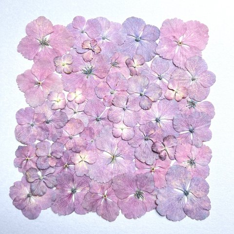 紫陽花の押し花　#15