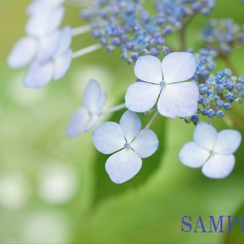 020)梅雨の花　紫陽花ポストカード５枚組