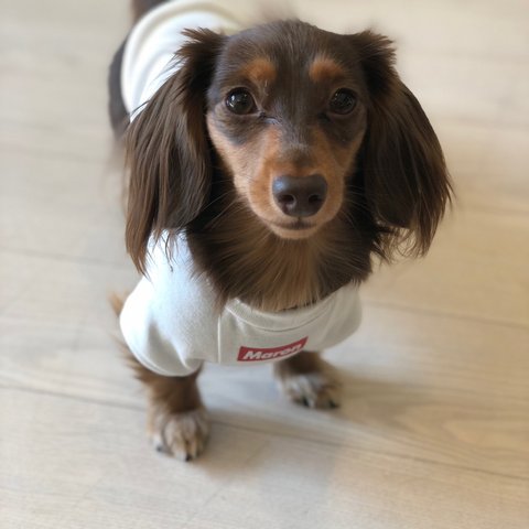 うちのこねーむ♡Tシャツ♡名入れ♡犬服