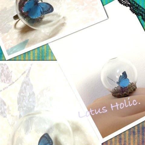 Butterfly　Dome*　Blue。+ 