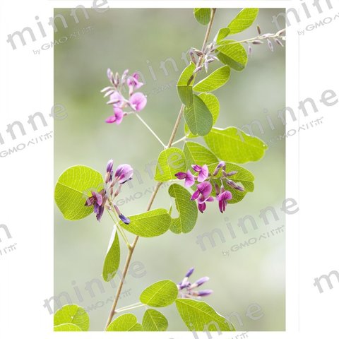 萩の花　蓼科高原にて