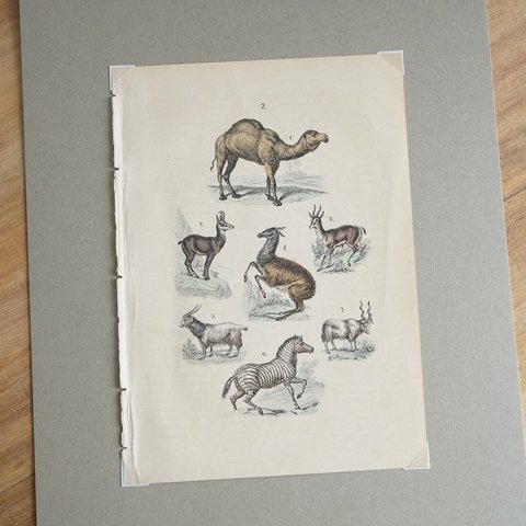1800年代・動物図版