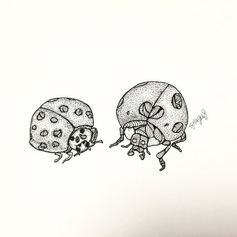 テントウムシ ボールペン画 イラスト 原画