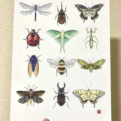 Insect Postcard 虫のはがき