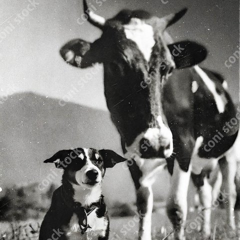 僕たちなんか似ているね、仲良くしようよ　犬と牛、昔の写真のイメージ、レトロ、モノクロ、アート、古びた写真　conistock_90589_02